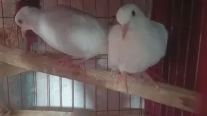 Australian Fancy Dove Birds