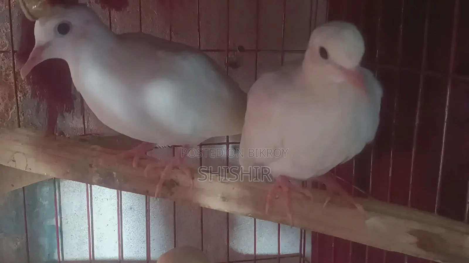 Australian Fancy Dove Birds