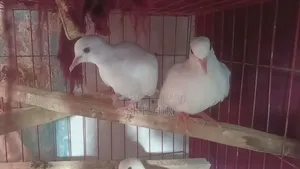 Australian Fancy Dove Birds