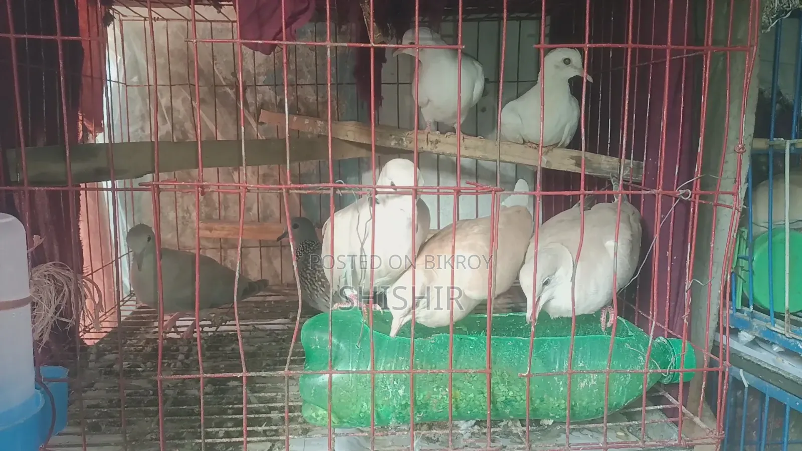 Australian Fancy Dove Birds