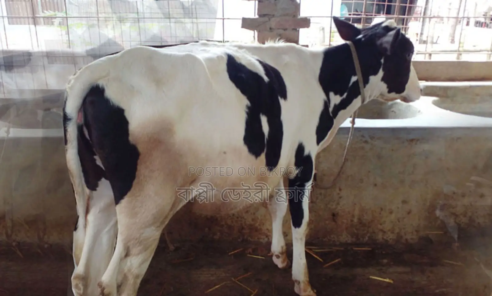 No. 1516 Improved Breed Heifer Calf for Sale.