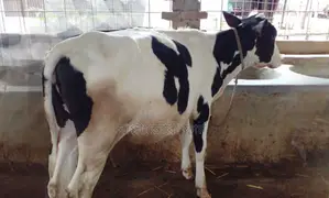 No. 1516 Improved Breed Heifer Calf for Sale.