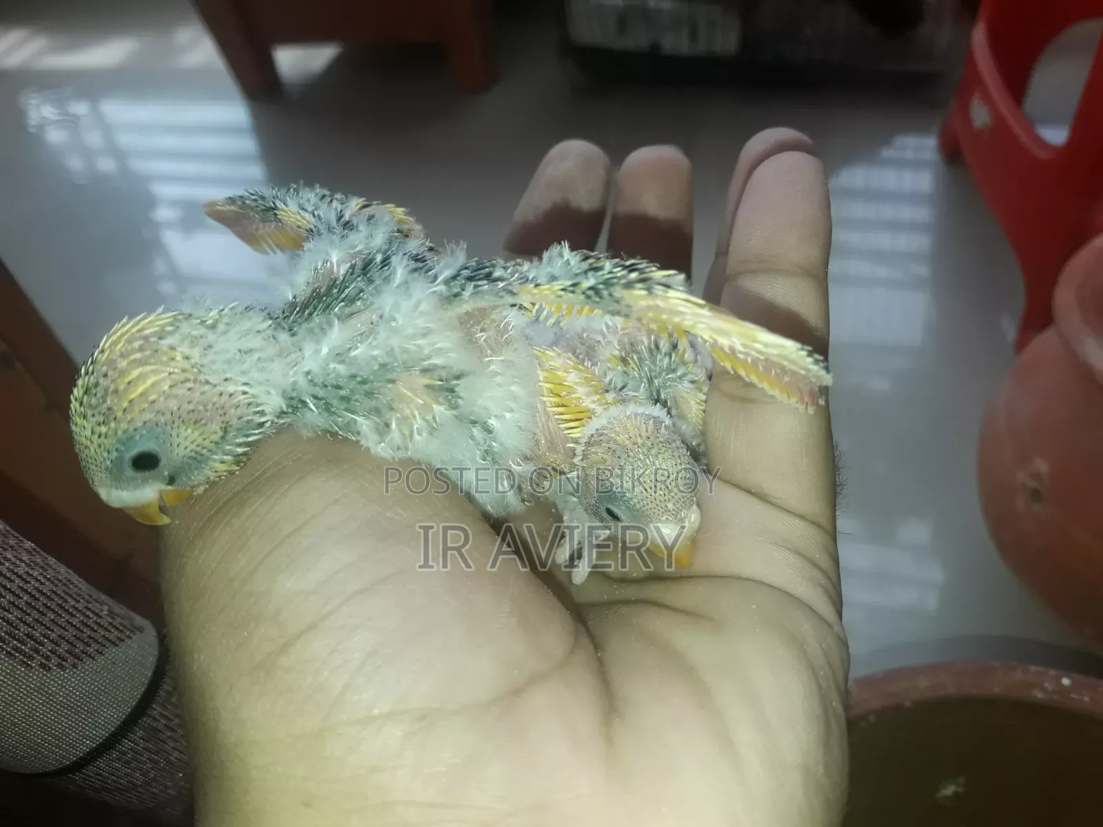 Tame Size Dom Pied Budgie