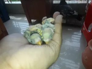 Tame Size Dom Pied Budgie