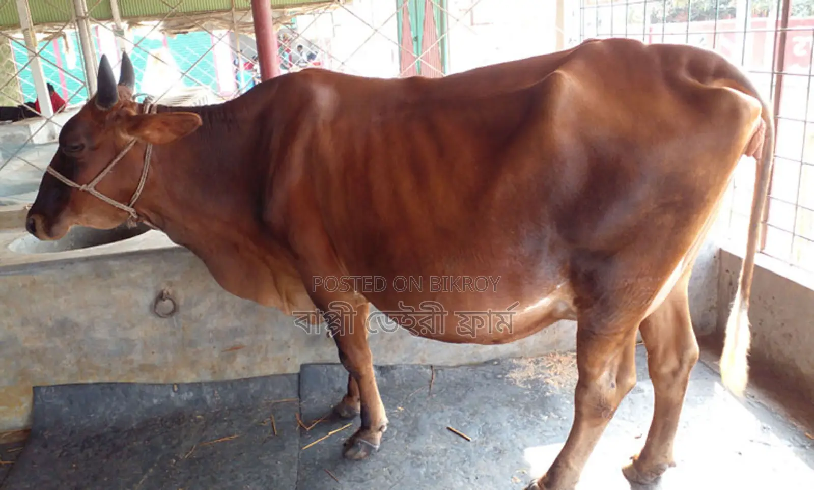 Cow number 1518 of good breed.