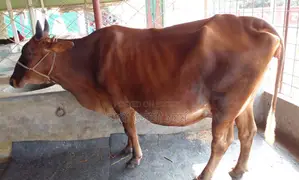 Cow number 1518 of good breed.