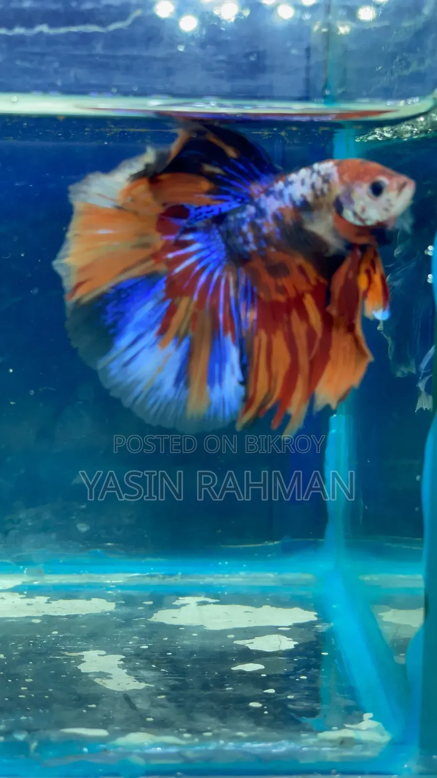 বেটা মাছ