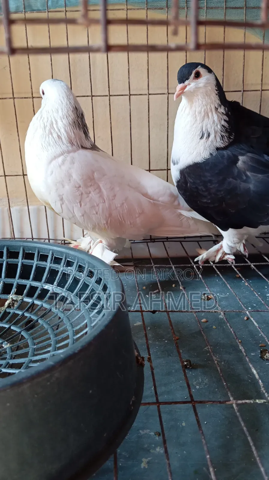 Siraji Male, Siraji Cross Female
