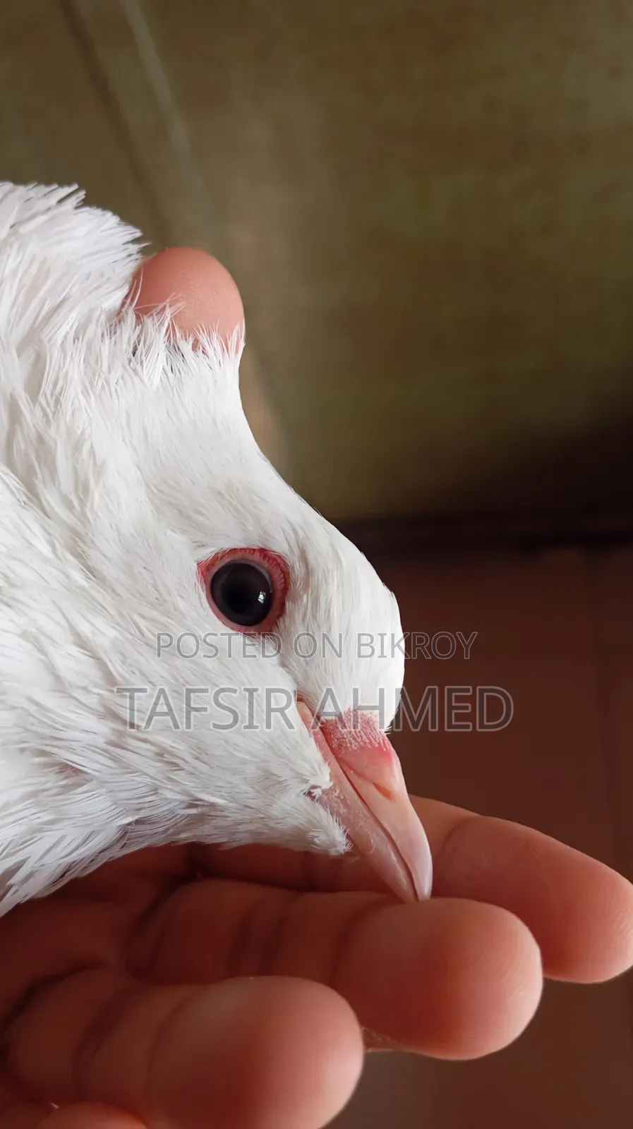Siraji Male, Siraji Cross Female