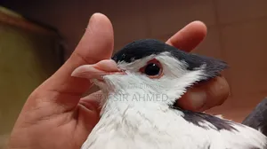Siraji Male, Siraji Cross Female