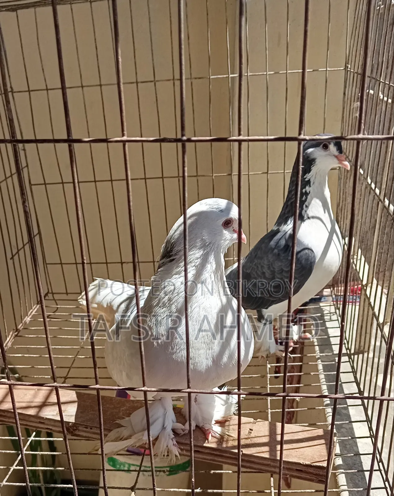 Siraji Male, Siraji Cross Female