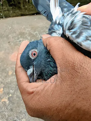 পাকিস্তান থেকে ইমপোর্ট করা একজোড়া ডাবওয়ালা কবুতর বিক্রি হবে