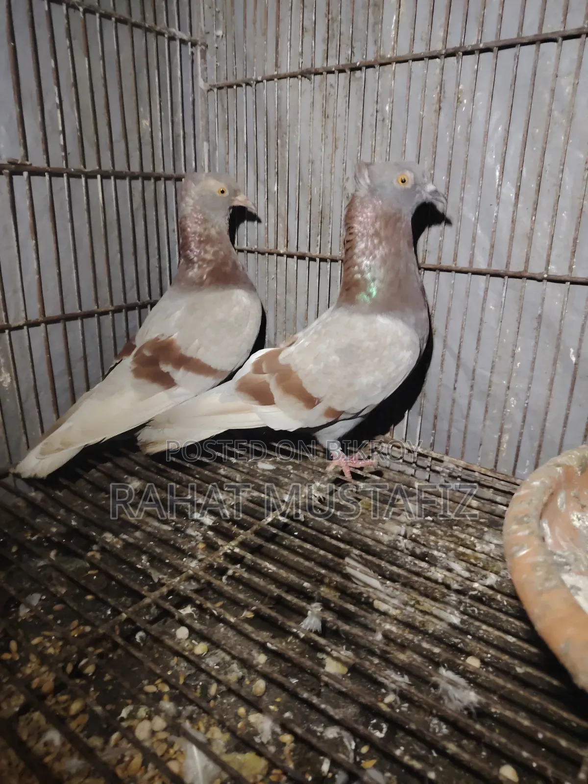 Deshi Golla Pigeon.