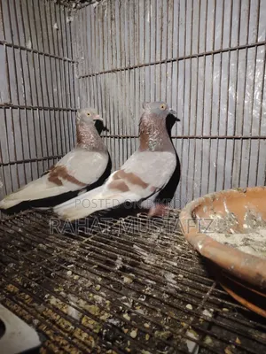 Deshi Golla Pigeon.