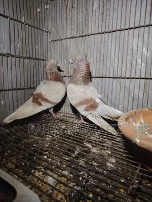 Deshi Golla Pigeon.