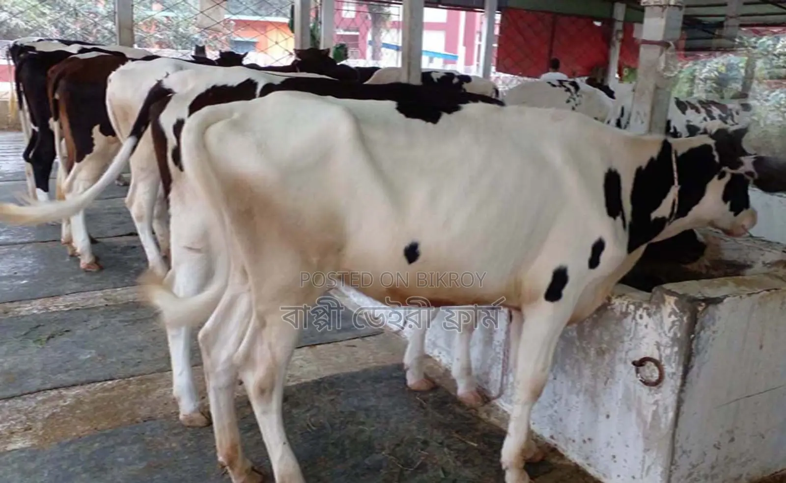 Selection No. 1519, 6 Heifers for Sale.