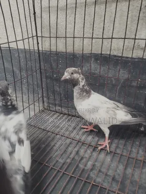 Giribaj Pigeon
