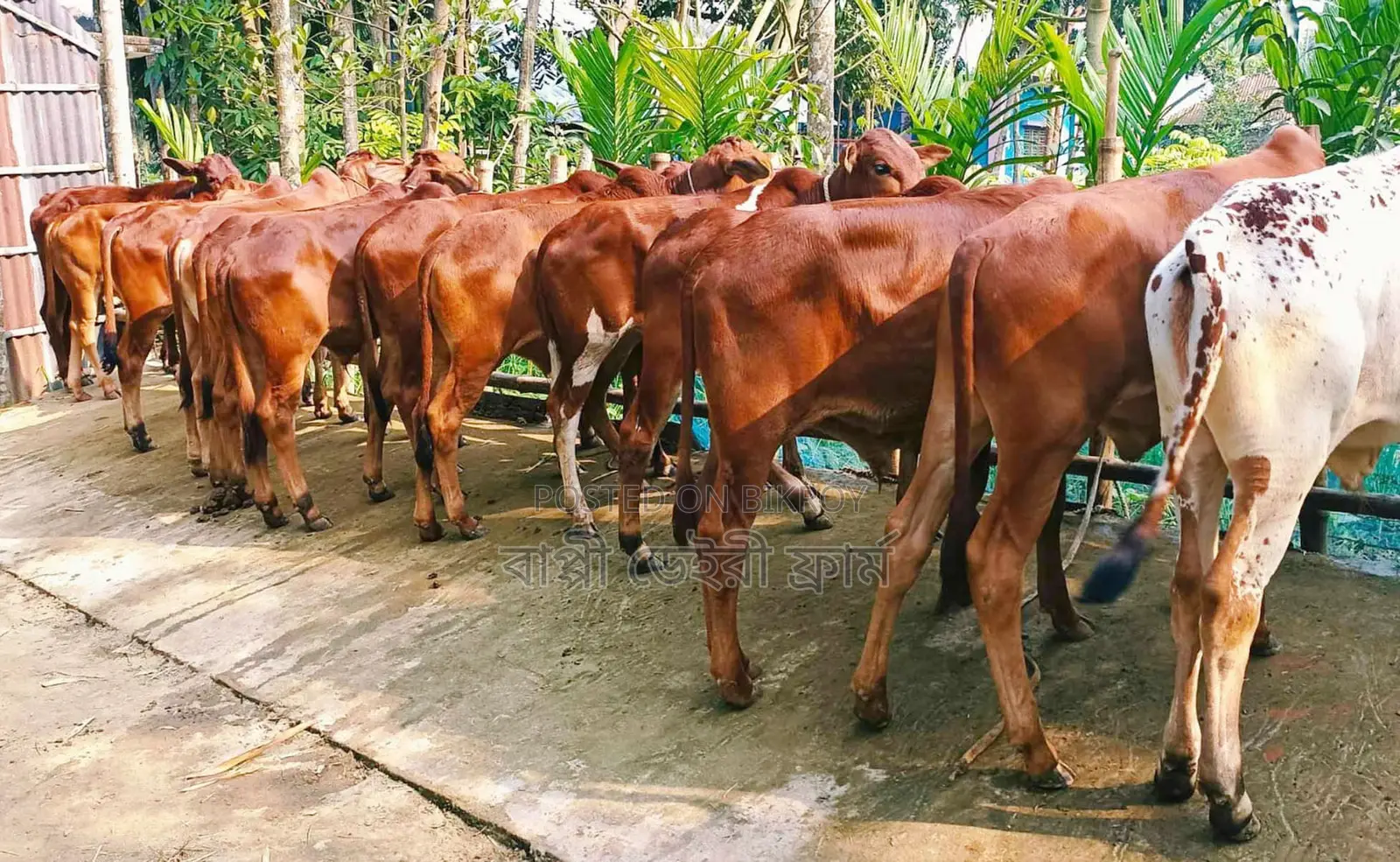 13 improved breed bull calves will be sold.