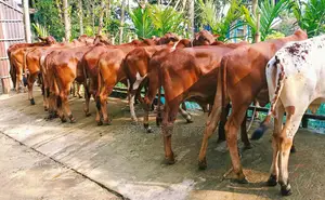 13 improved breed bull calves will be sold.