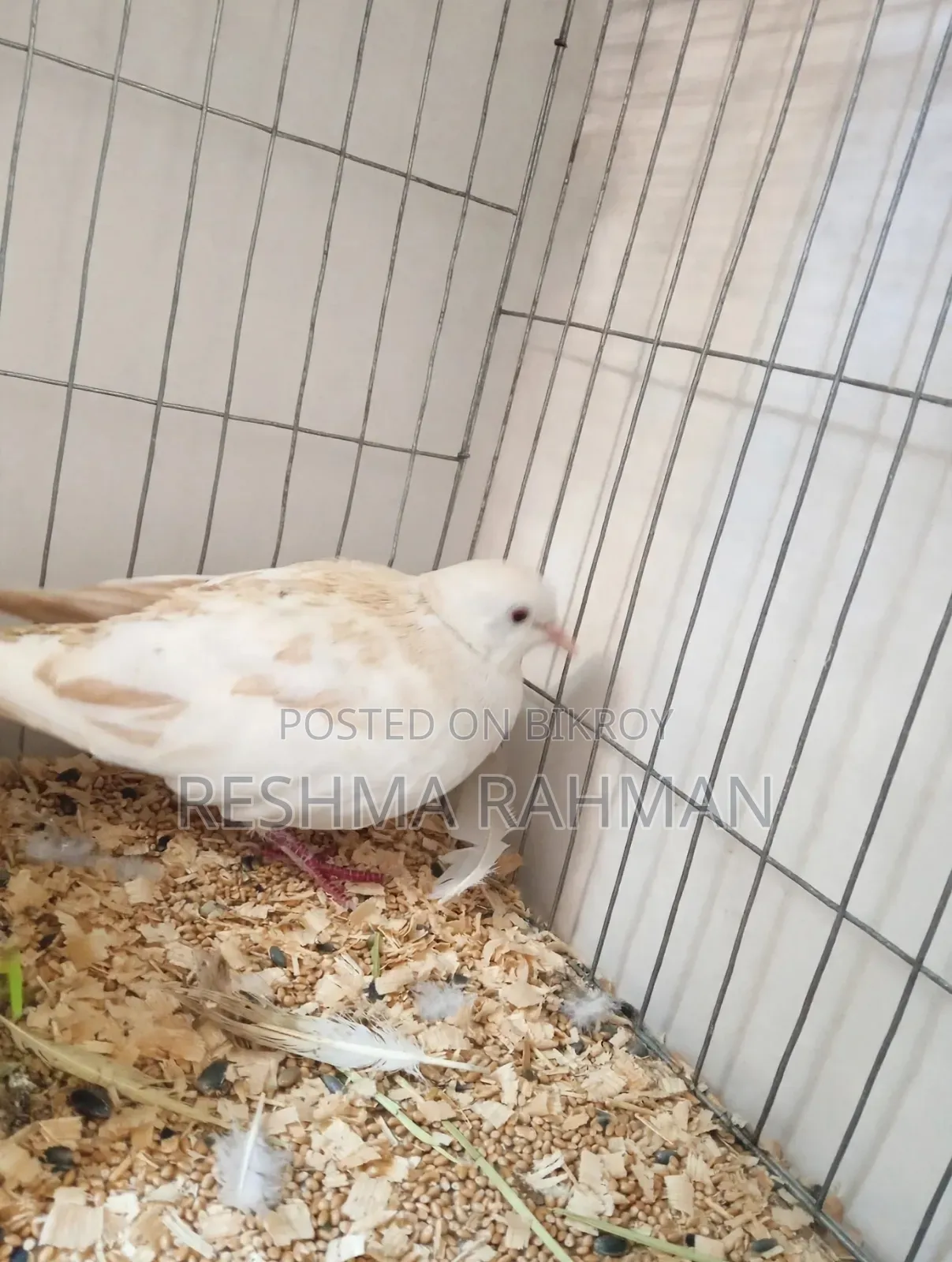 Pigeon-like Dove Bird