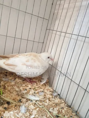 Pigeon-like Dove Bird