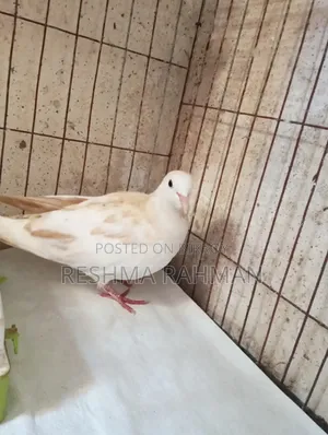 Pigeon-like Dove Bird