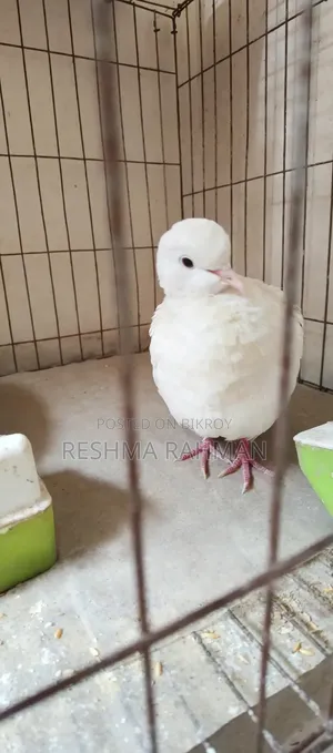 Pigeon-like Dove Bird