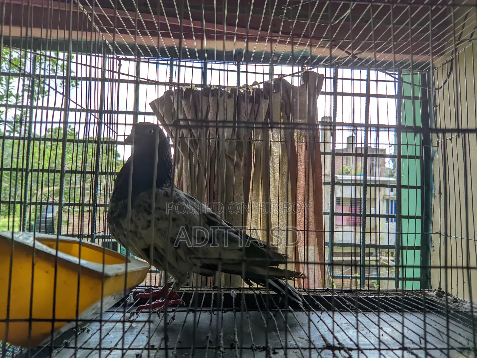 Pankhi Giribaj
