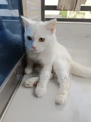 3-6 Months Male Mixed Breed Persian Cat