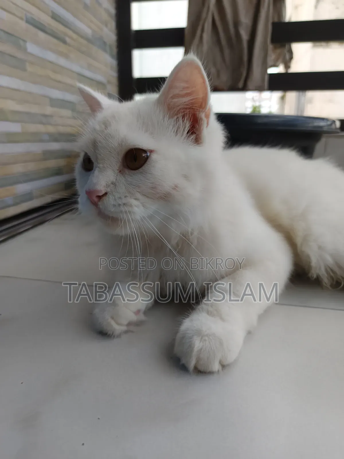 3-6 Months Male Mixed Breed Persian Cat