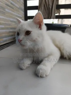 3-6 Months Male Mixed Breed Persian Cat