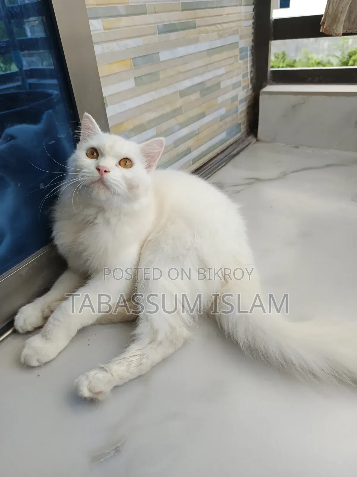 3-6 Months Male Mixed Breed Persian Cat