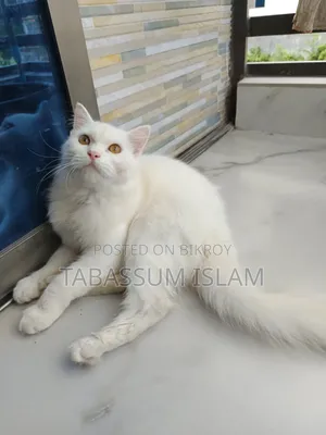 3-6 Months Male Mixed Breed Persian Cat