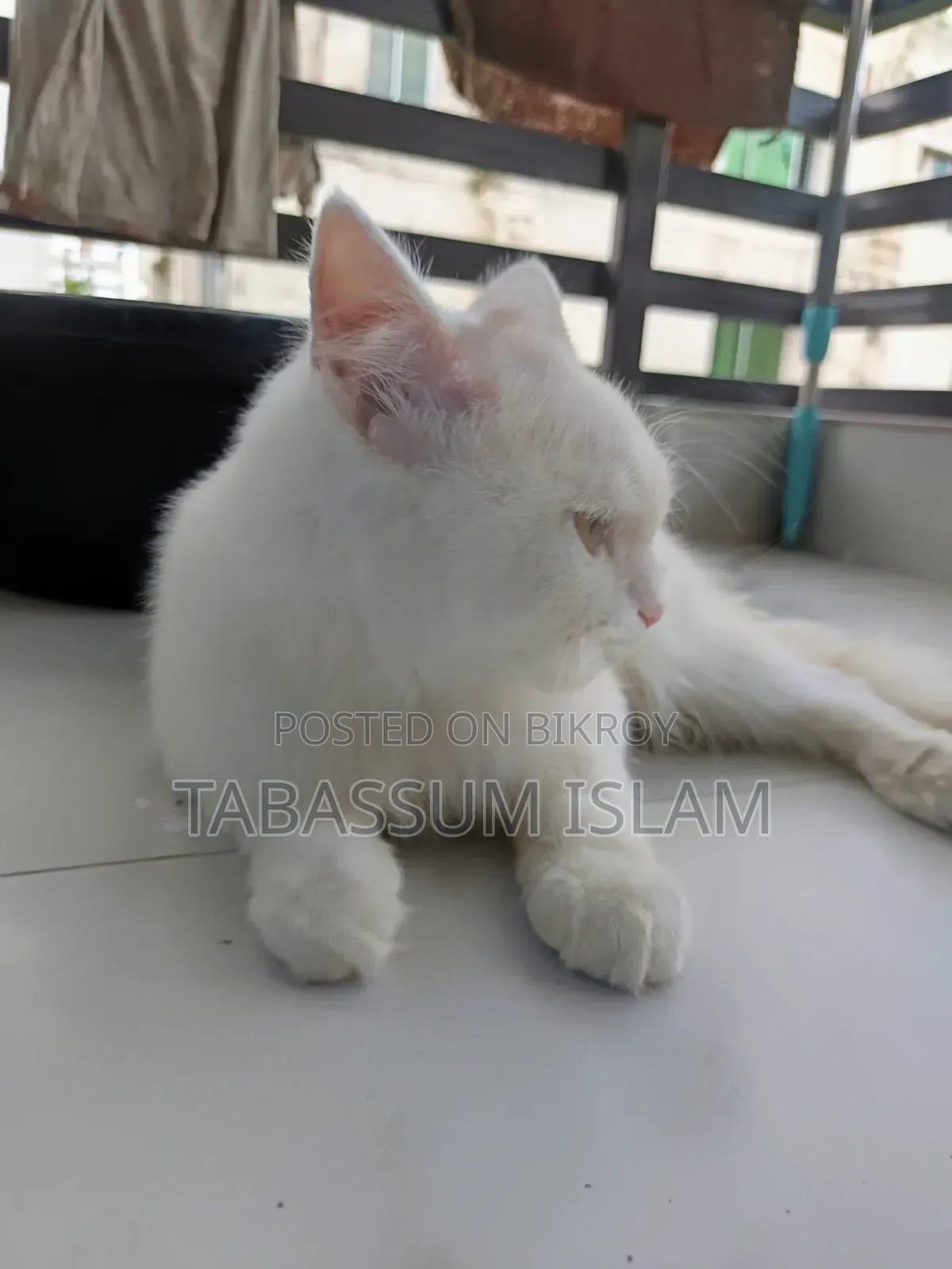 3-6 Months Male Mixed Breed Persian Cat