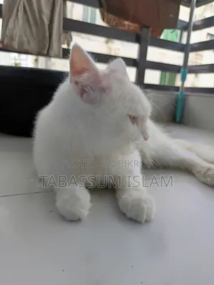 3-6 Months Male Mixed Breed Persian Cat