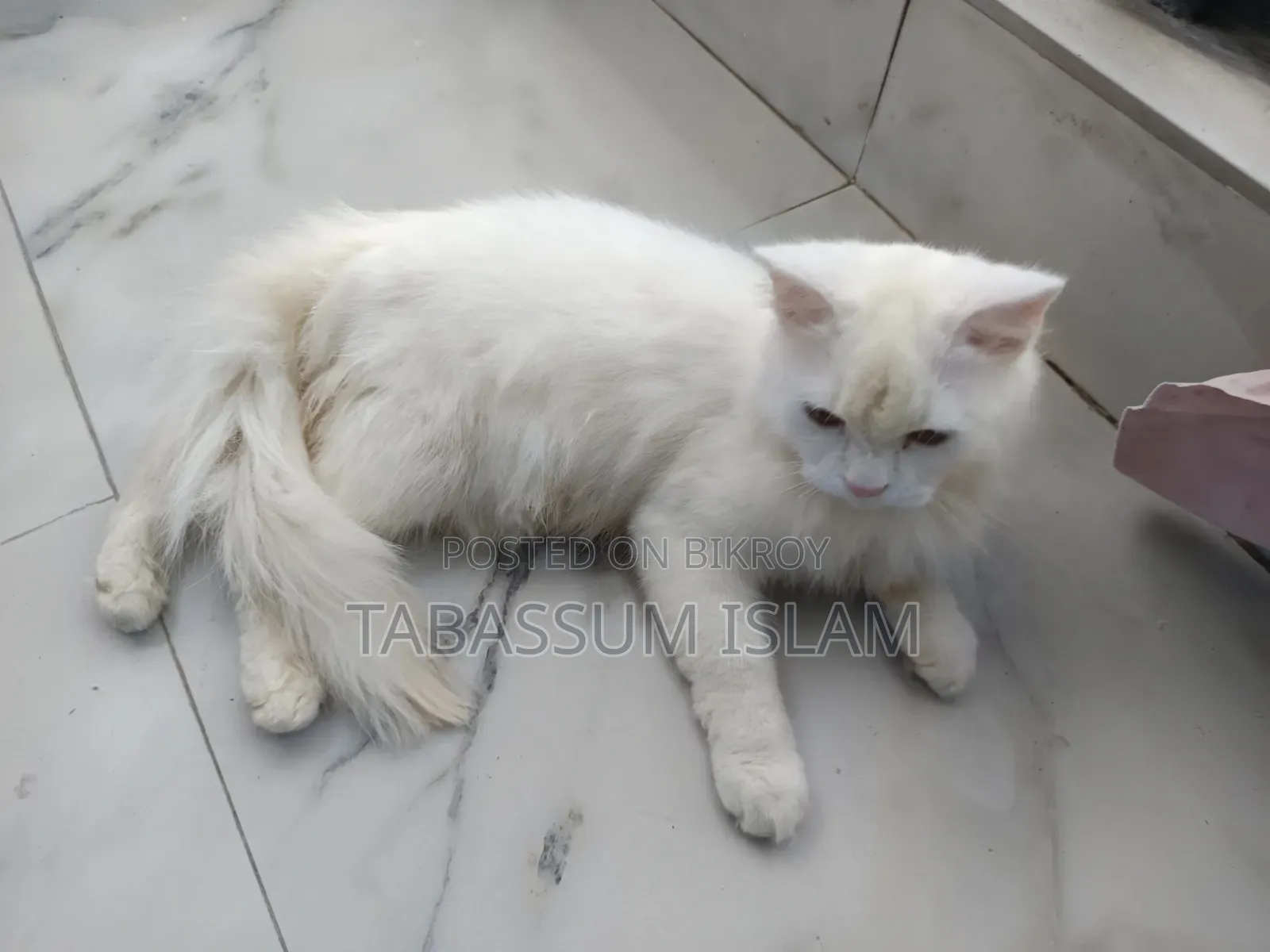 3-6 Months Male Mixed Breed Persian Cat