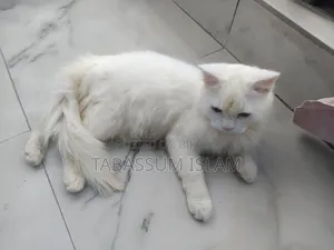 3-6 Months Male Mixed Breed Persian Cat