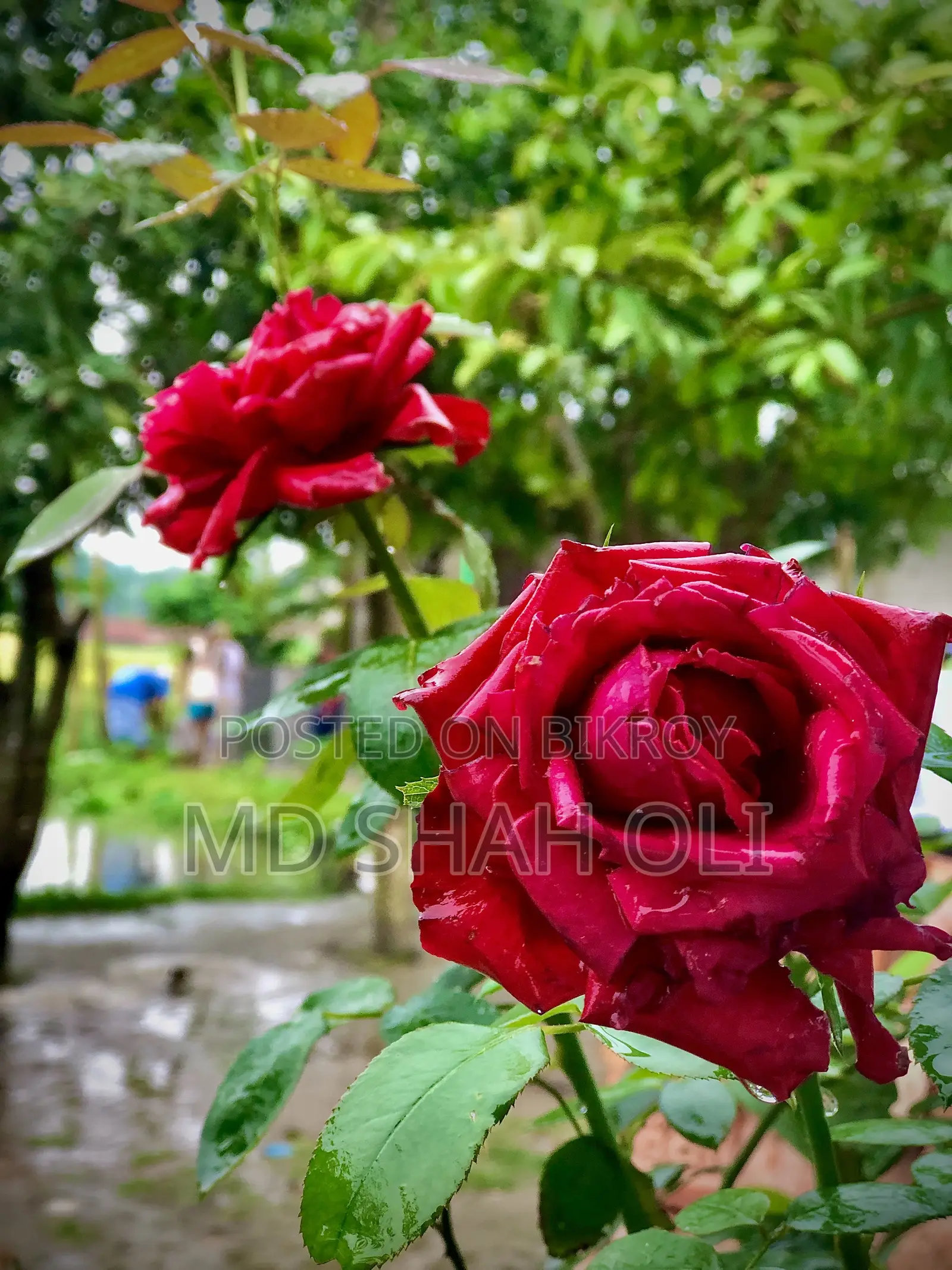 অ্যাপল আইফোন ৮ প্লাস ৬৪ জিবি রোজ গোল্ড
