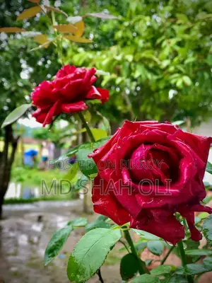 অ্যাপল আইফোন ৮ প্লাস ৬৪ জিবি রোজ গোল্ড