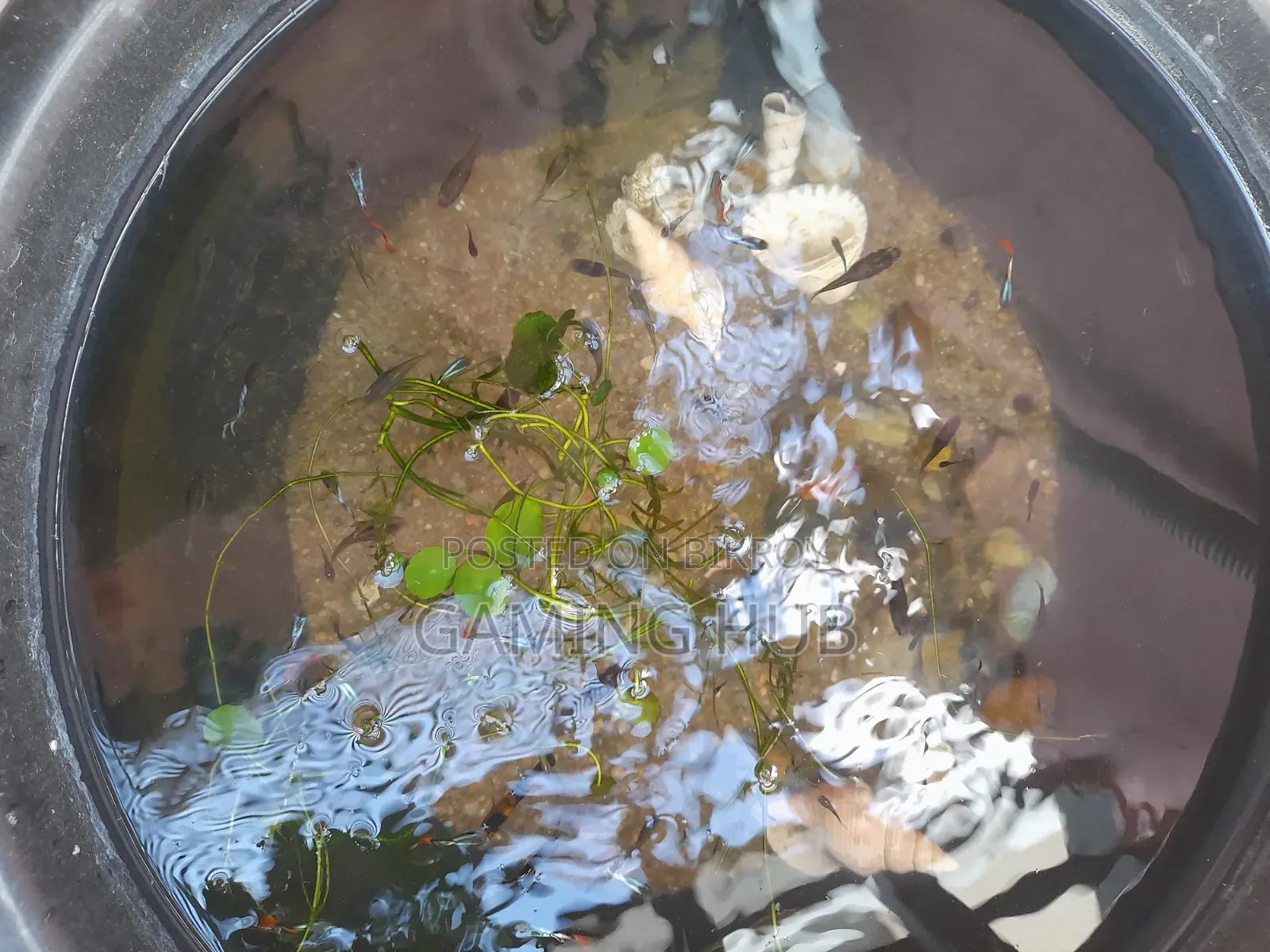Fancy Guppy Fry
