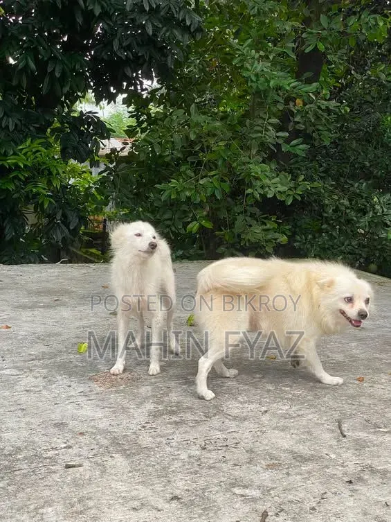 ১ বছরের বেশি বয়সী পুরুষ পিওরব্রেড জাপানি স্পিটজ