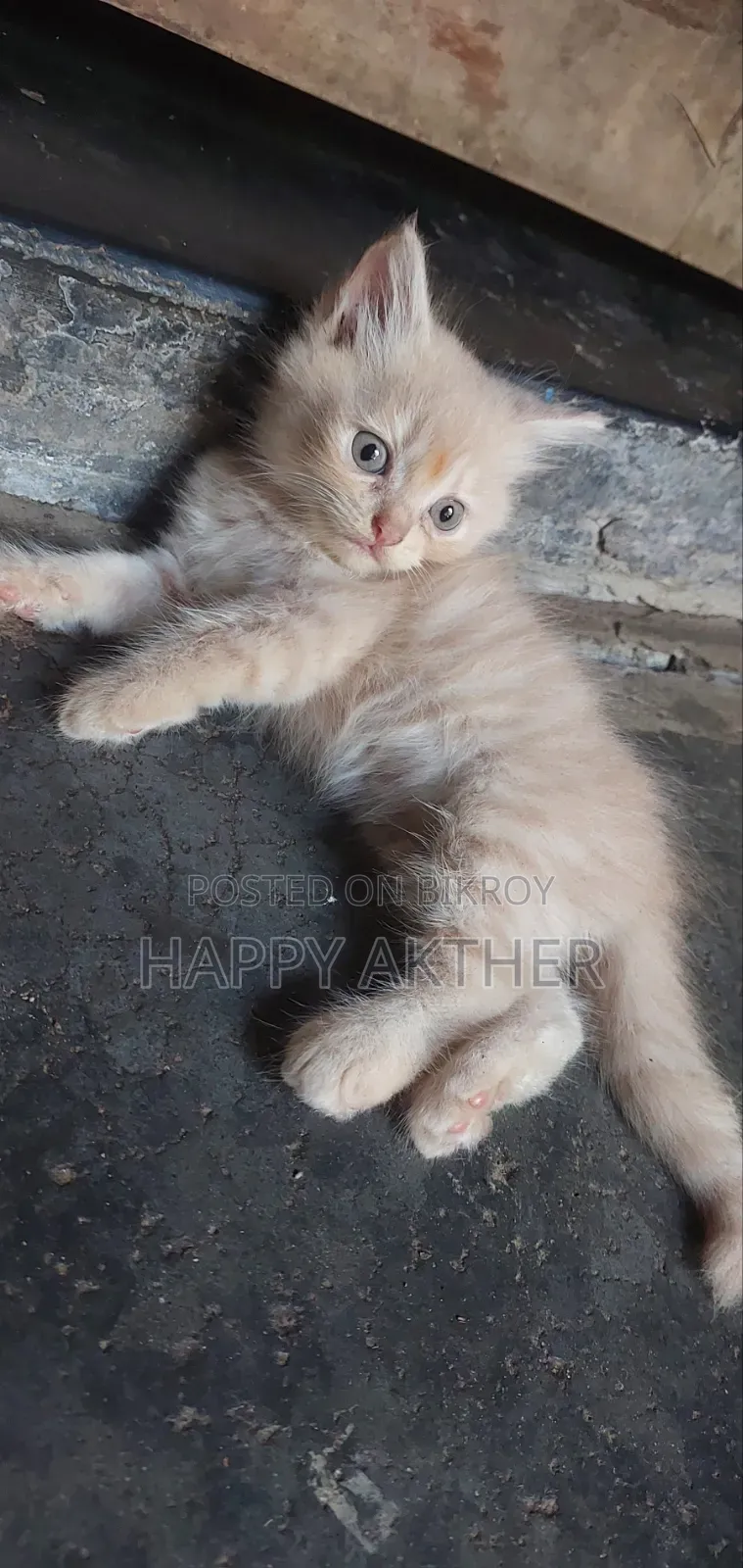 1-3 Months Female Mixed Breed Persian