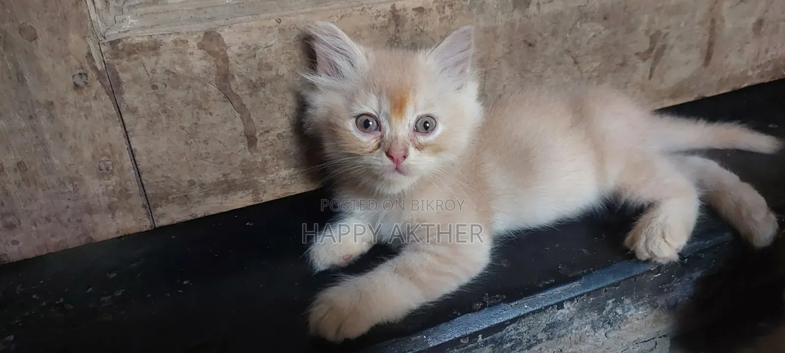 1-3 Months Female Mixed Breed Persian