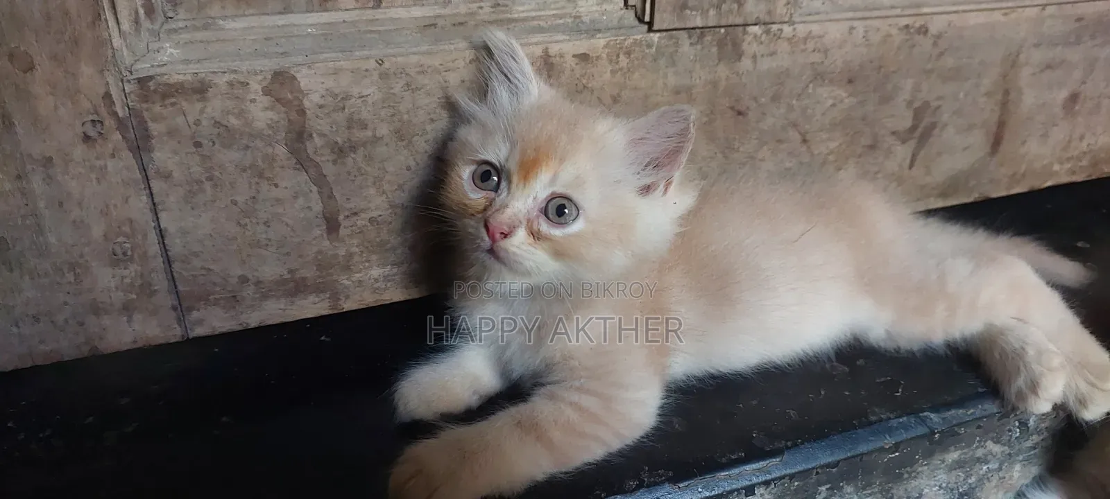 1-3 Months Female Mixed Breed Persian