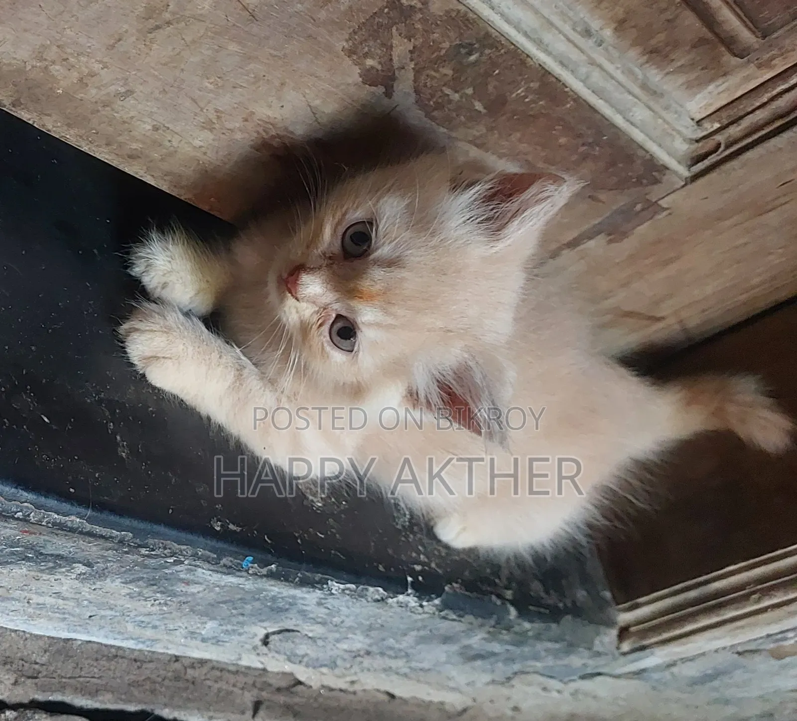 1-3 Months Female Mixed Breed Persian