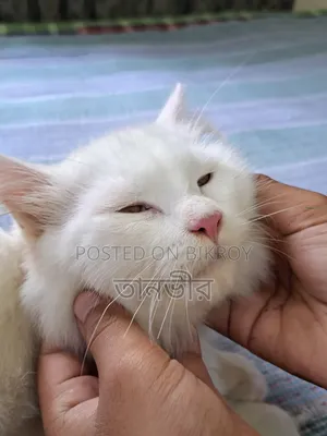 ৩-৬ মাসের পুরুষ খাঁটি পার্সিয়ান