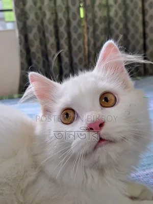 ৩-৬ মাসের পুরুষ খাঁটি পার্সিয়ান
