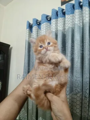 ১-৩ মাসের নর খাঁটি পার্সিয়ান