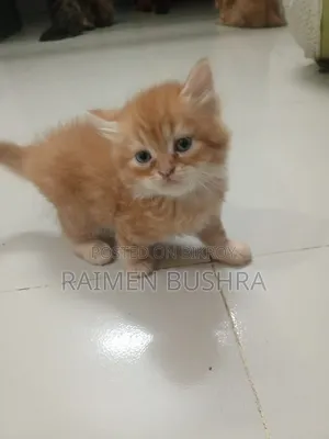 ১-৩ মাসের নর খাঁটি পার্সিয়ান