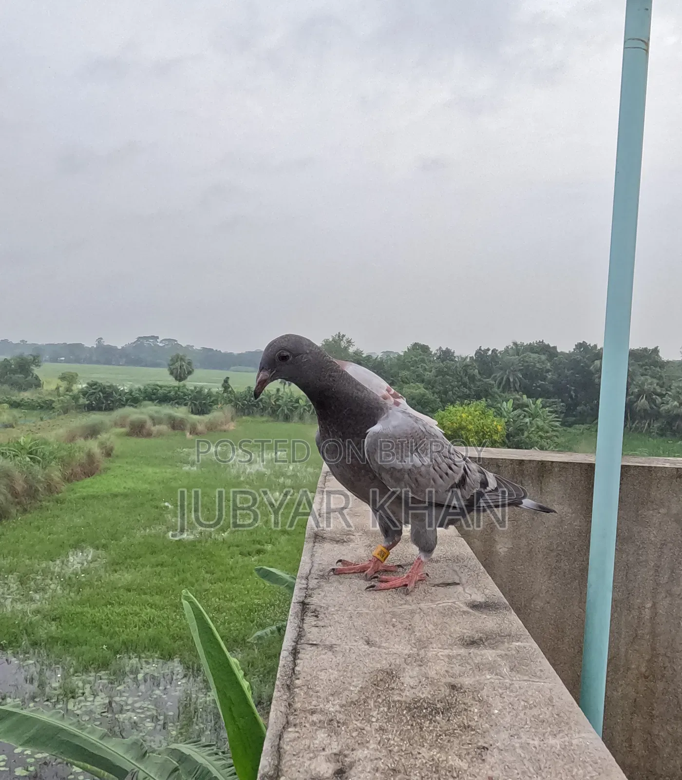 মাশাল্লাহ জিরো বেবি